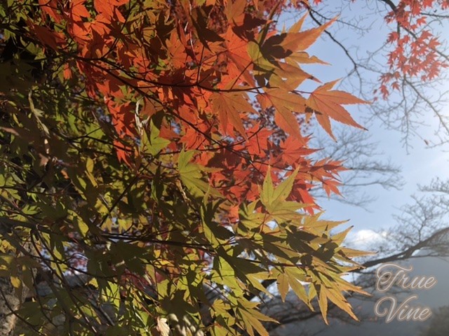 朝日に透ける紅葉