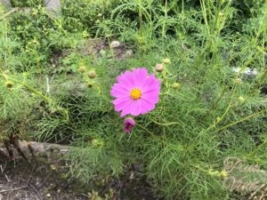 コスモス