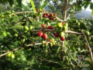 コーヒーチェリー　コーヒーの木　コーヒー