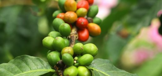 コーヒーの実　コーヒーチェリー