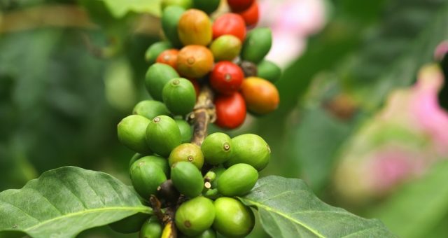 コーヒーの実　コーヒーチェリー