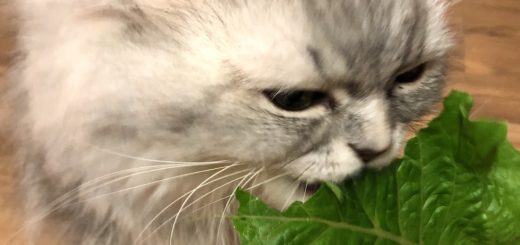 サニーレタス食べる猫