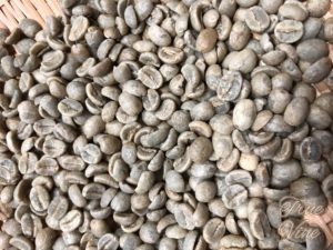 キリマンジャロコーヒーの生豆