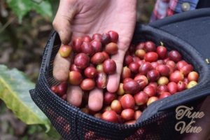 coffee-cherry-indonesia