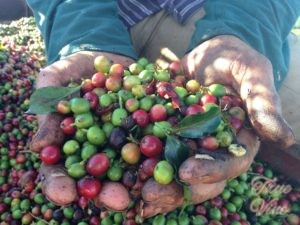 coffeeコーヒーチェリー