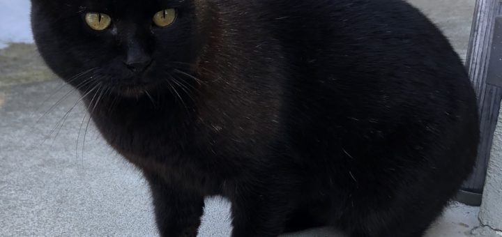 黒猫