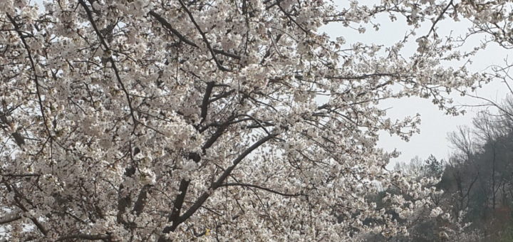 レンギョウとさくら