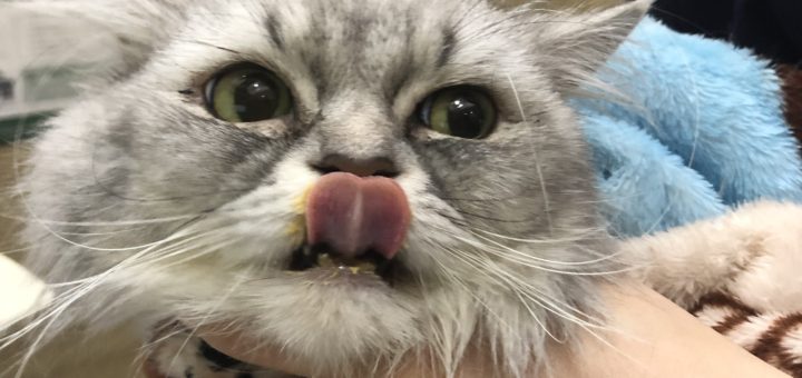 鼻ペロ猫