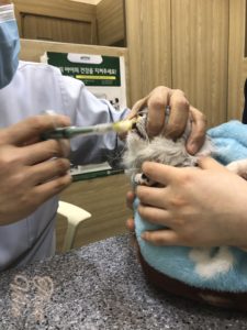 猫に薬を飲ませる方法