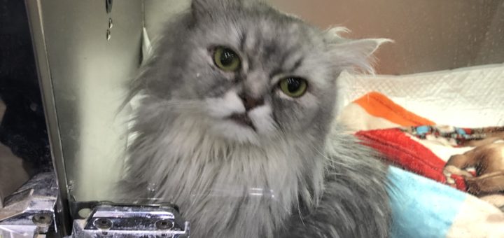 早く帰りたいニャン