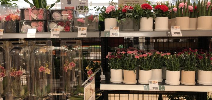 カーネーション売り場