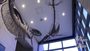 カメ、クジラの骨格模型