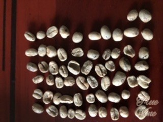 ニカラグア欠点豆