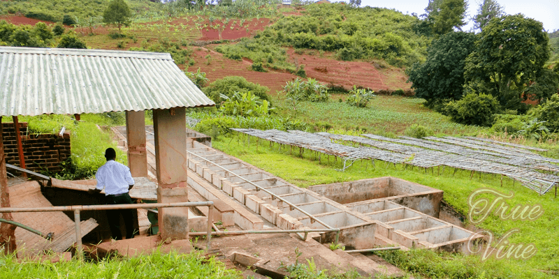 ムズズコーヒー協同組合が管理するウォッシングステーション